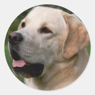 Gult Labrador Retriever Puppy Hund Sticker/försegl Runt Klistermärke
