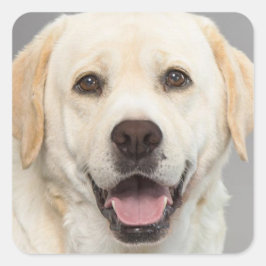 Gult Labrador Retriever Puppy Hund Sticker Fyrkantigt Klistermärke