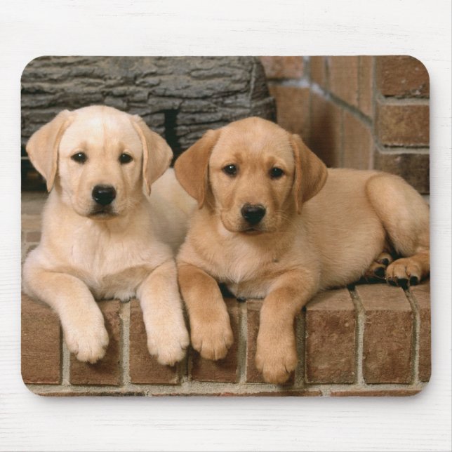 Gult Labrador Retriever Puppy Hundar Musmatta (Framsidan)
