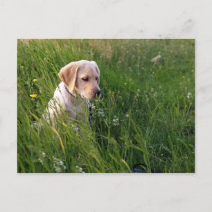 Gult Labrador Retriever Puppy in Tall Grass Vykort