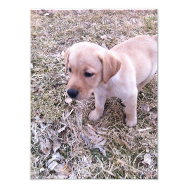 Gult Labrador Retriever Puppy Photo Print Fototryck (Framsidan)