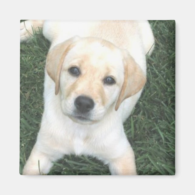 Gult Labrador Retriever Refrigerator Magnet (Framsidan)