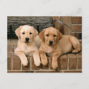 Gult Labrador Retriever Vykort
