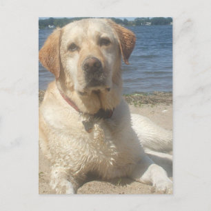Gult Labrador Retriever-vykort Vykort