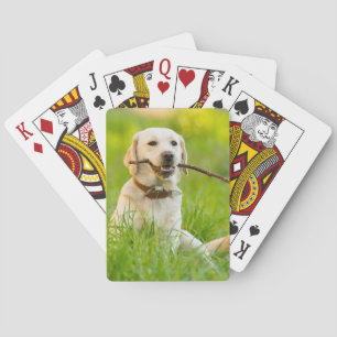 Gult Labrador spelas med penna Casinokort