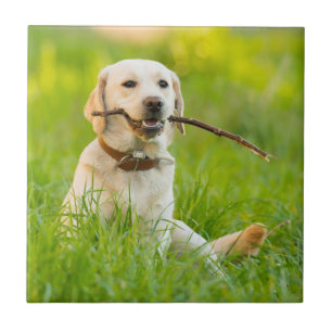 Gult Labrador spelas med penna Kakelplatta