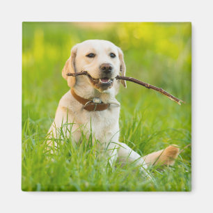 Gult Labrador spelas med penna Magnet