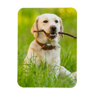 Gult Labrador spelas med penna Magnet