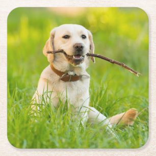Gult Labrador spelas med penna Underlägg Papper Kvadrat