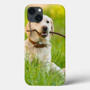 Gult Labrador spelas upp med stift