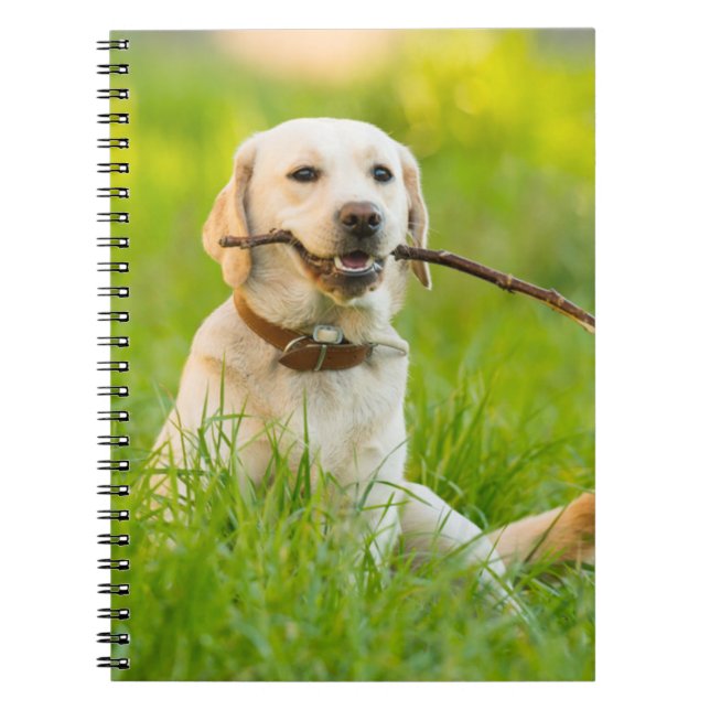Gult Labrador spelas upp med stift Anteckningsbok (Framsidan)