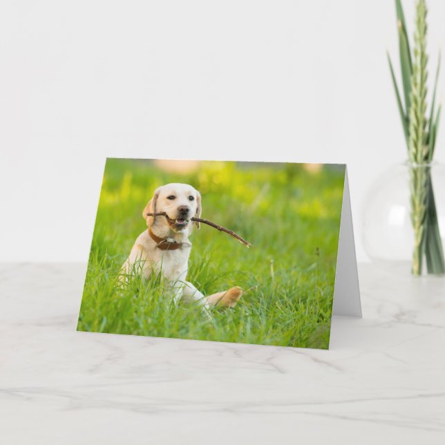 Gult Labrador spelas upp med stift Kort (Framsida)
