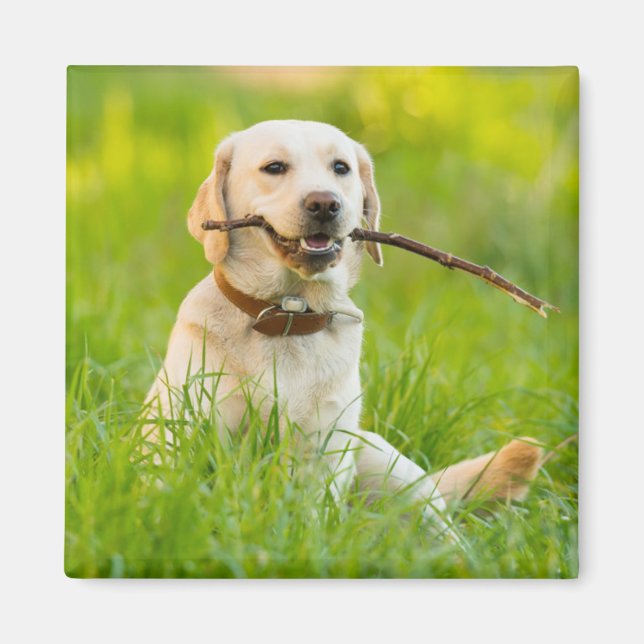 Gult Labrador spelas upp med stift Magnet (Framsidan)