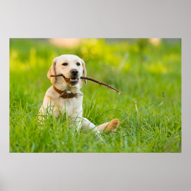 Gult Labrador spelas upp med stift Poster (Framsidan)