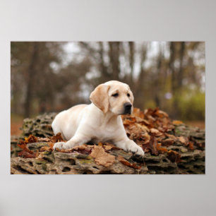 Gult Labrador-valp på hösten Poster