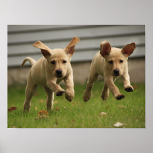 Gult Labrador-valpar som körs Poster