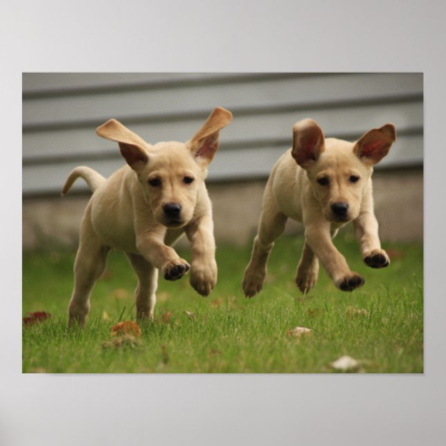 Gult Labrador-valpar som körs Poster (Framsidan)