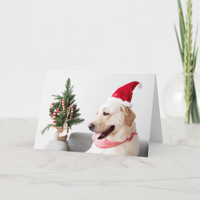 GULT LABRADOR VID CHRISTMAS-mappat gratulationskor Kort (Framsida)