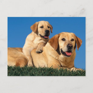 Gult Labradors Vykort