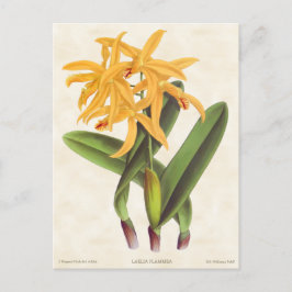 Gult Laelia Orchid Vintage Botanical Vykort
