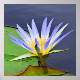 Gult & Lavender Vatten Lily Poster Skriv ut
