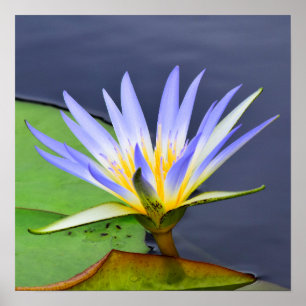 Gult & Lavender Vatten Lily Poster Skriv ut