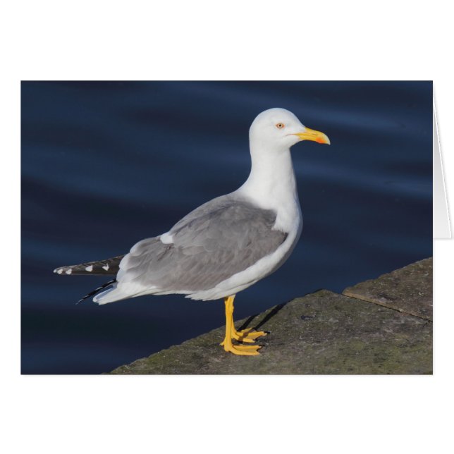 Gult-Legged Gull Hälsningskort (Framsidan Horizontal)