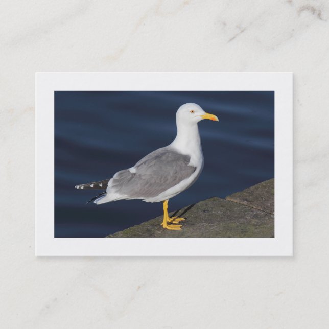 Gult-Legged Gull (kantad) Visitkort (Framsida)