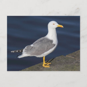 Gult-Legged Gull Vykort