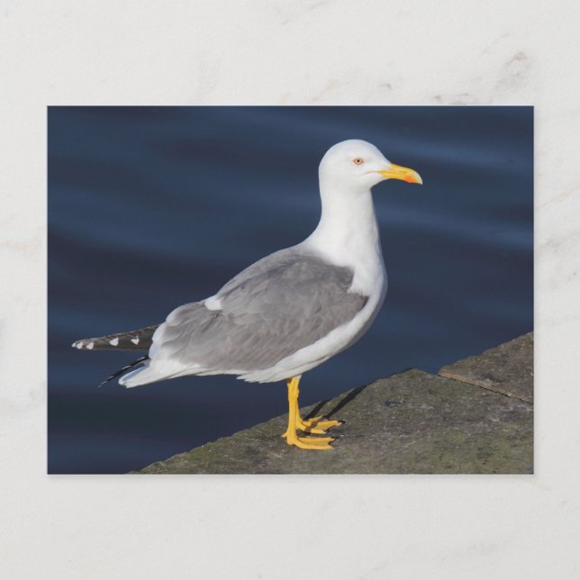 Gult-Legged Gull Vykort (Framsida)