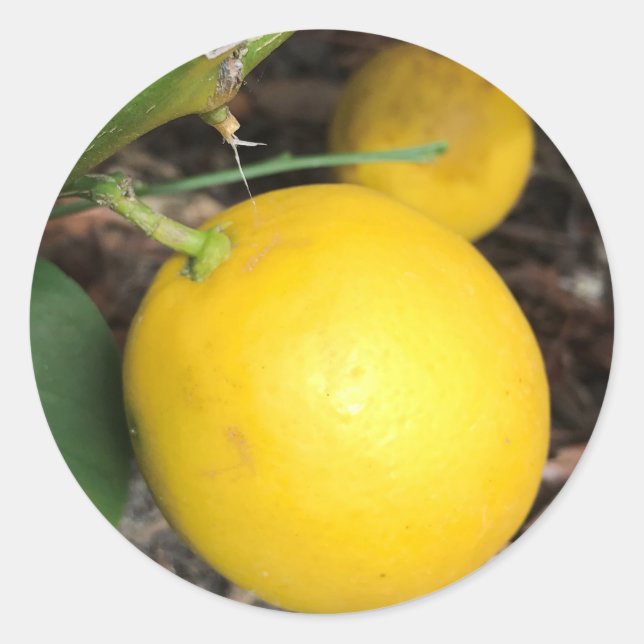 Gult Lemons Runt Klistermärke (Framsida)