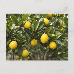Gult Lemons som växer på Träd Vykort