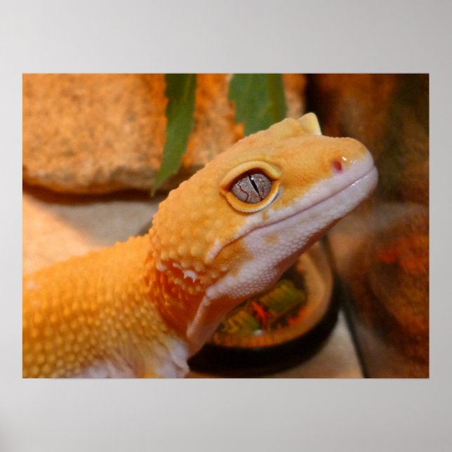 Gult Leopard Gecko Lizard Poster (Framsidan)