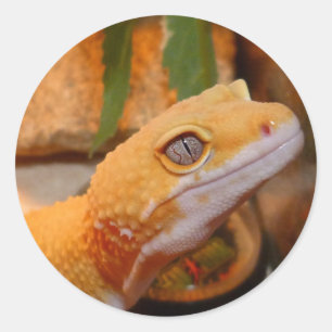 Gult Leopard Gecko Lizard Runt Klistermärke
