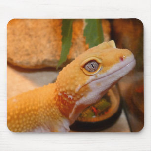 Gult Leopard Gecko Musmatta