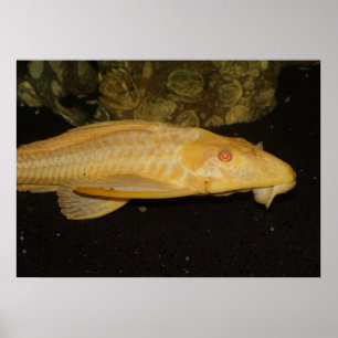 Gult Leopard Sailfin Pleco Poster