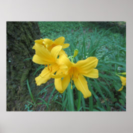 Gult Lilies Poster