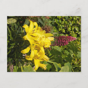 Gult Lilies Vykort