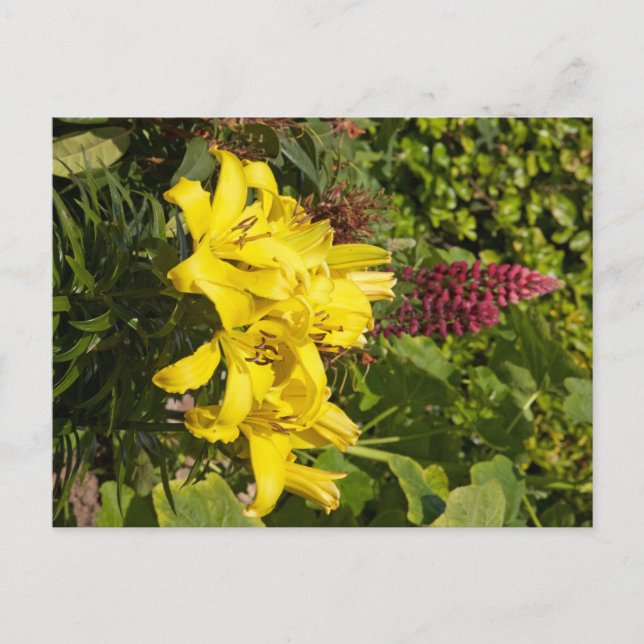 Gult Lilies Vykort (Framsida)