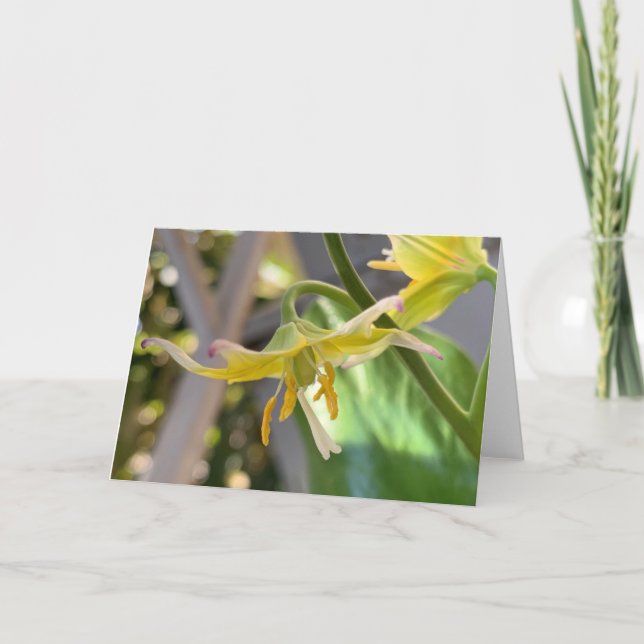 Gult Lily Blank Kort (Framsida)