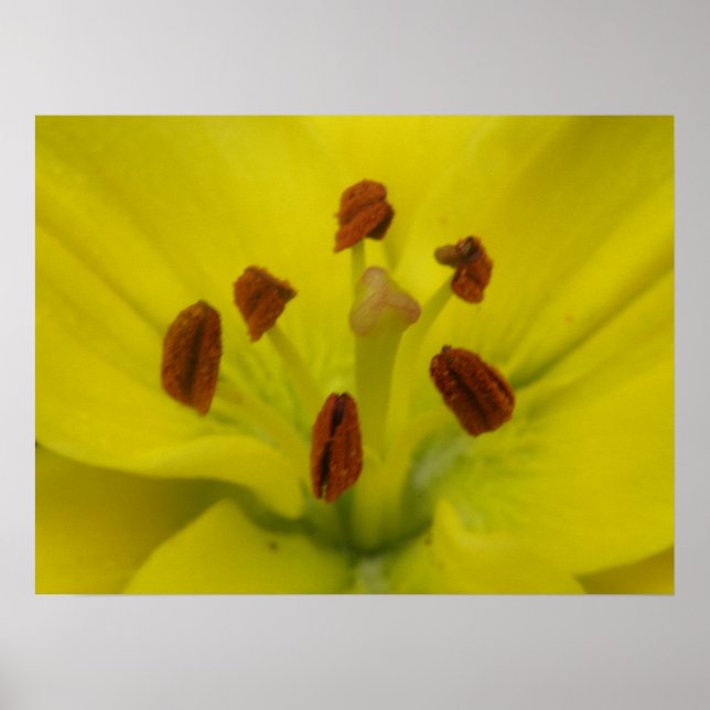 Gult Lily Blommigt Print Poster (Framsidan)