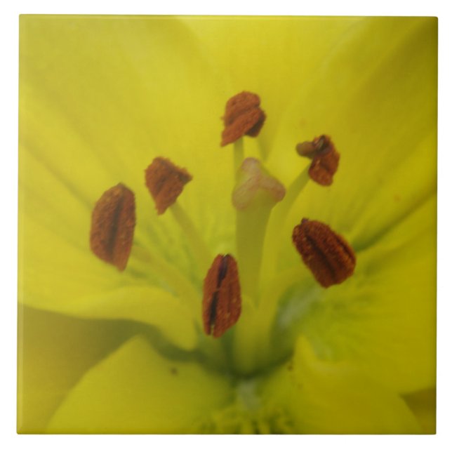 Gult Lily Blommigt Tile Kakelplatta (Framsidan)