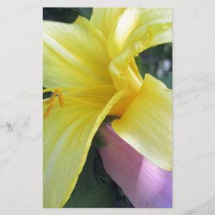 Gult Lily Brevpapper