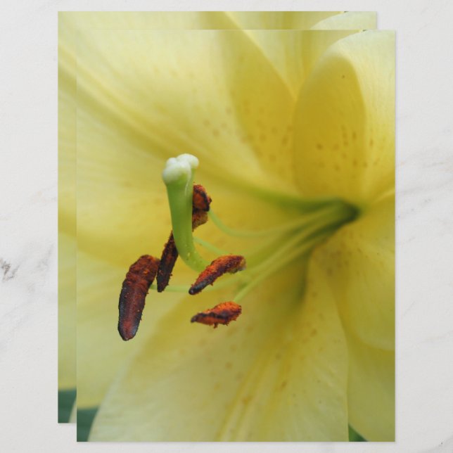 Gult Lily Flower Close Scrapbook Papper (Fram/baksida)