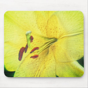 Gult Lily Flower Pencil Art Musmatta