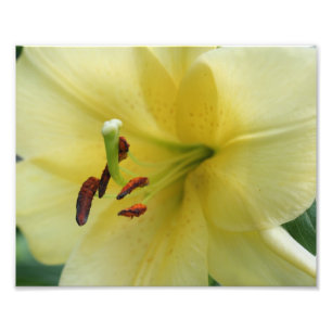 Gult Lily Flower Petals 8 x 10 Fototryck