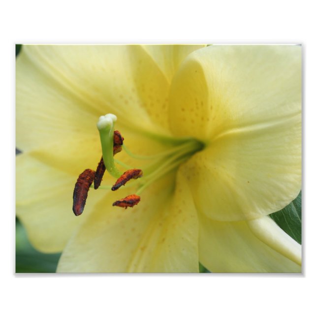 Gult Lily Flower Petals 8 x 10 Fototryck (Framsidan)