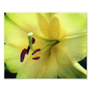 Gult Lily Flower Up Close 8x10 Fototryck