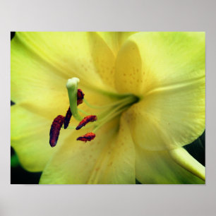 Gult Lily Flower Up Close Poster