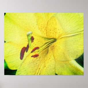 Gult Lily Pencil Flower Art Poster